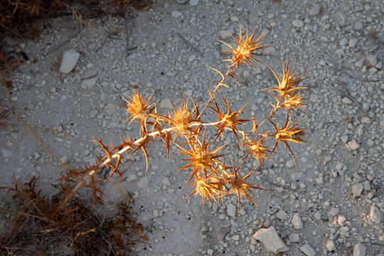 Cyprian Donkey Thistle（大Cyprium）