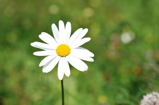 Daisi在山頂