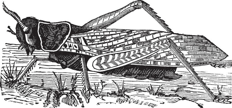 飛蝗Locusta migratoria復(fù)古雕刻或
