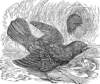 緞藍(lán)園丁鳥或Ptilonorhynchus violaceus復(fù)古雕刻
