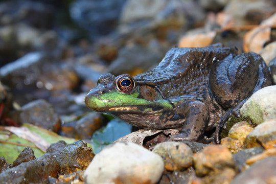 綠蛙（Rana clamitans）
