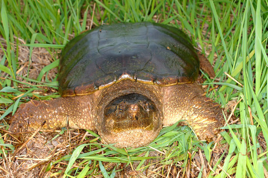 鱷龜（Chelydra serpentina）