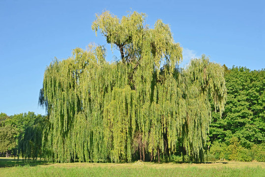 公共公園里的哭泣的柳樹