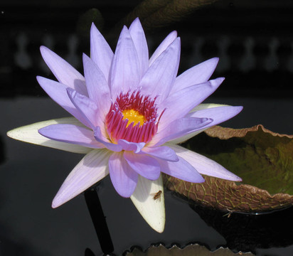 水百合