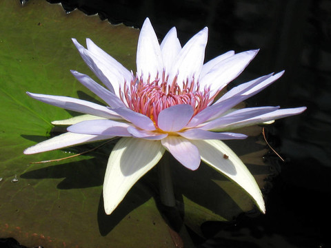 水百合