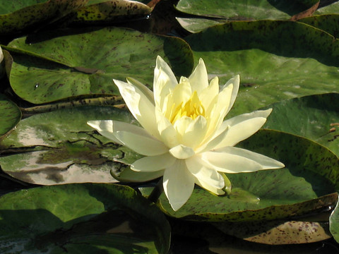 水百合