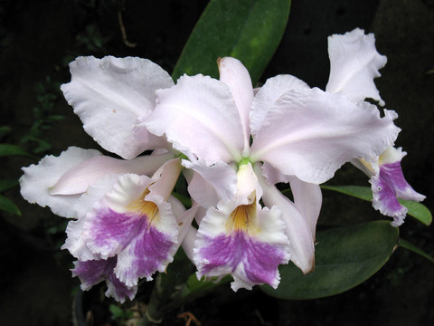 蘭花