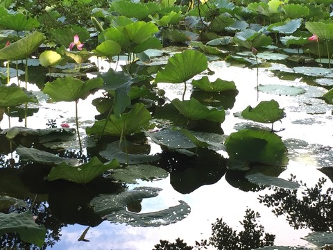 蓮花