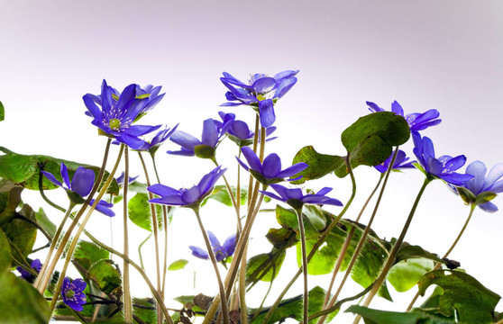 深藍(lán)色的雪花