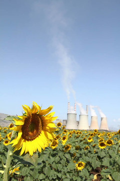 向日葵田和發(fā)電廠
