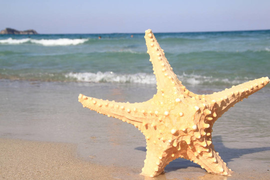 夏天海灘上的海星