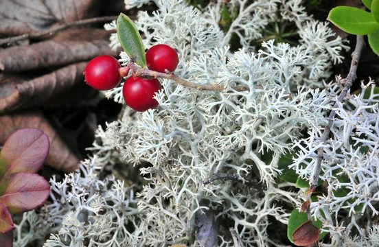 Cowberry和苔蘚。