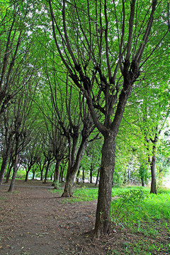 在樹(shù)之間的公園軌道