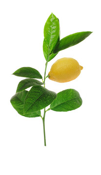 成熟果實的檸檬綠芽