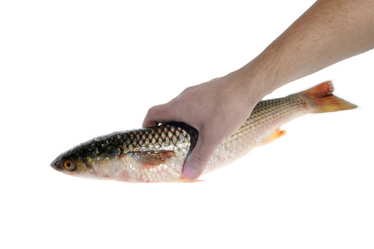 烤魚(yú)的制備