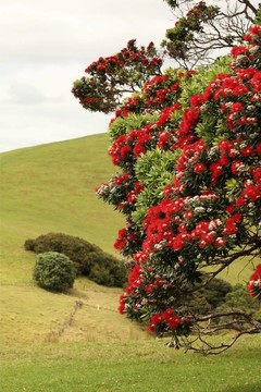 盛開(kāi)的圣誕樹(shù)