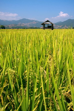 小屋和稻田