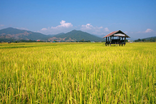 小屋和稻田