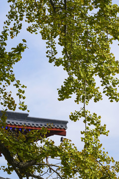 銀杏樹(shù)