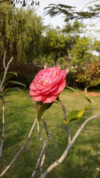 山茶花