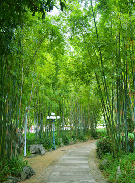 竹林小路