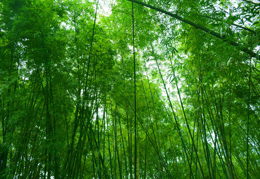 茂密竹林