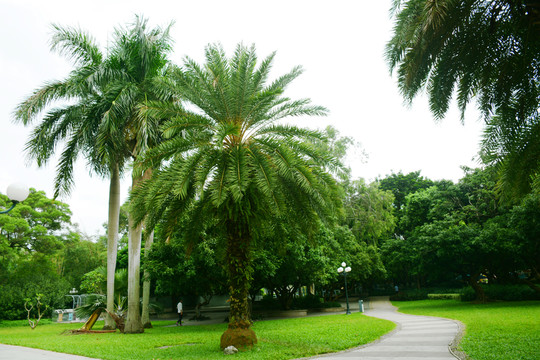 公園小路