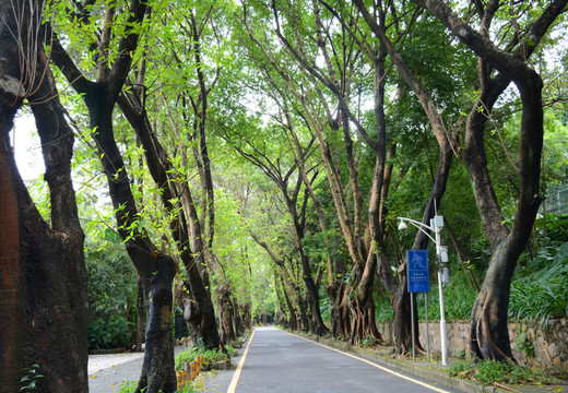 古樹小路
