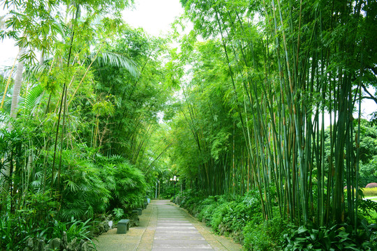 竹林小路