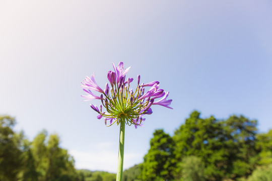 紫嬌花