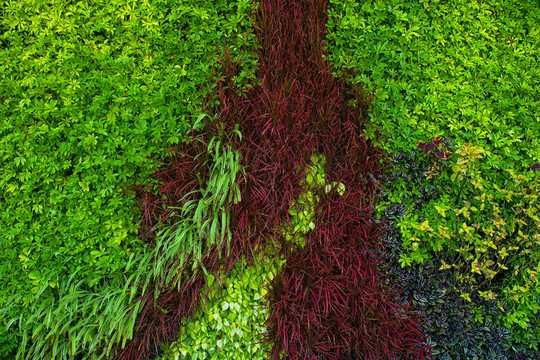 綠色植物墻
