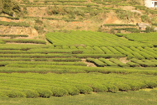 長龍鎮(zhèn)嶺頭茶園