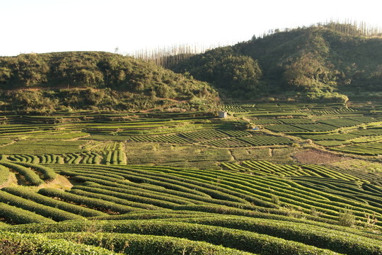 長龍鎮(zhèn)嶺頭茶園