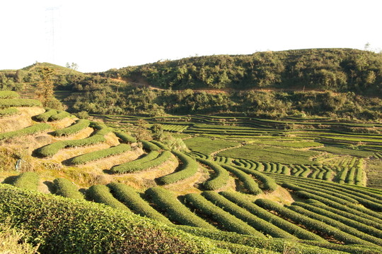 長龍鎮(zhèn)嶺頭茶園