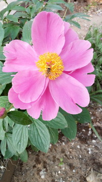 山藥花