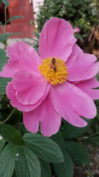 山藥花