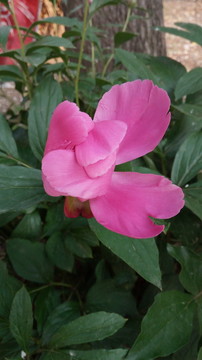 山藥花