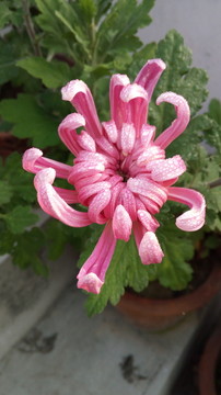 菊花