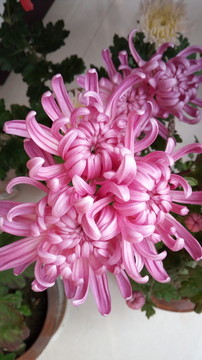 菊花