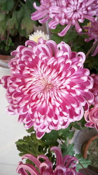 菊花
