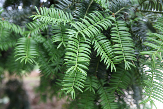 香榧樹