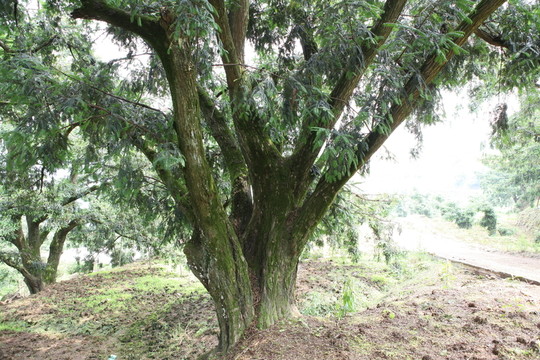 香榧樹