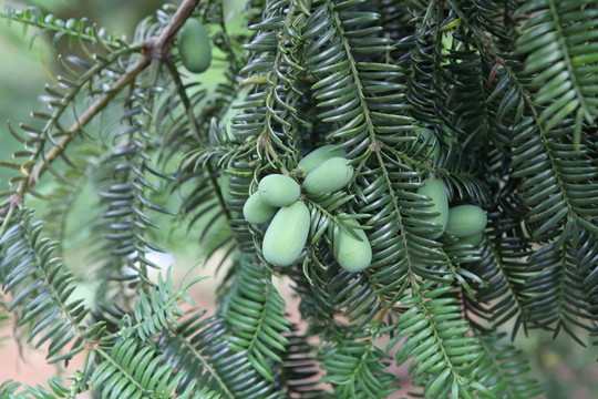 香榧樹