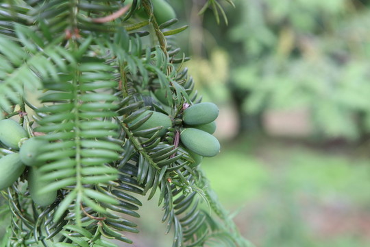 香榧樹