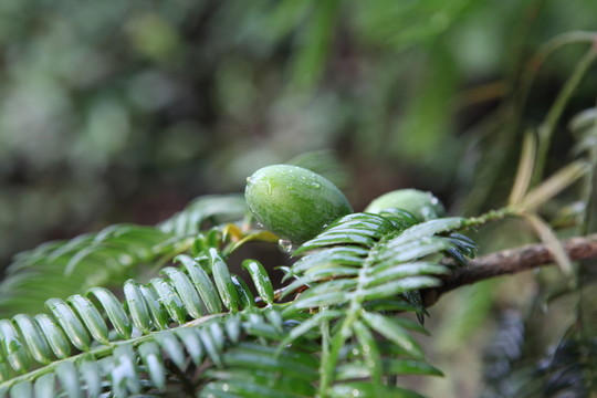 香榧樹