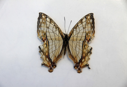 網(wǎng)絲蛺蝶標(biāo)本