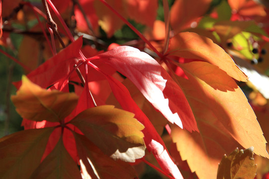 紅葉