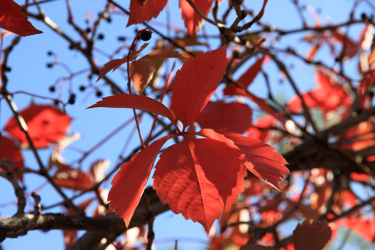 紅葉