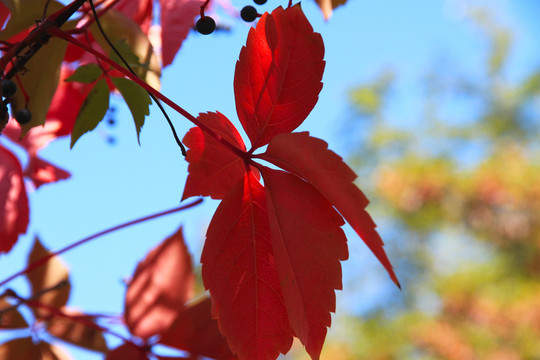紅葉