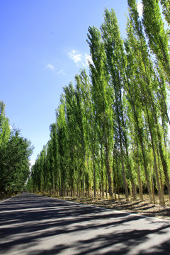 林蔭道